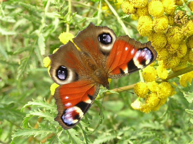 Motyl